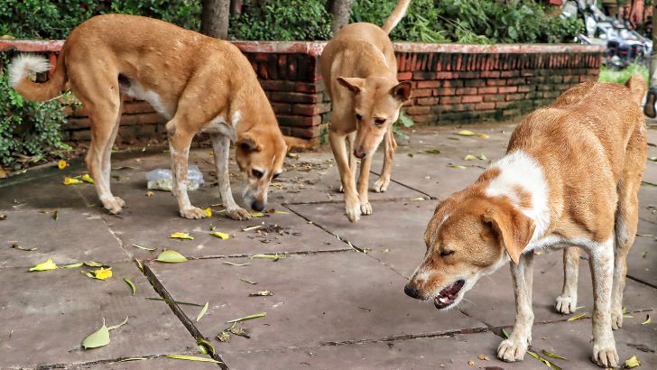 https://www.salarnews.in/public/uploads/images/newsimages/maannewsimage19082025_160643_Stray dog.jpg